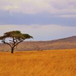 Un'acacia ad ombrello solitaria in una pianura d'erba dorata, con colline boscose all'orizzonte