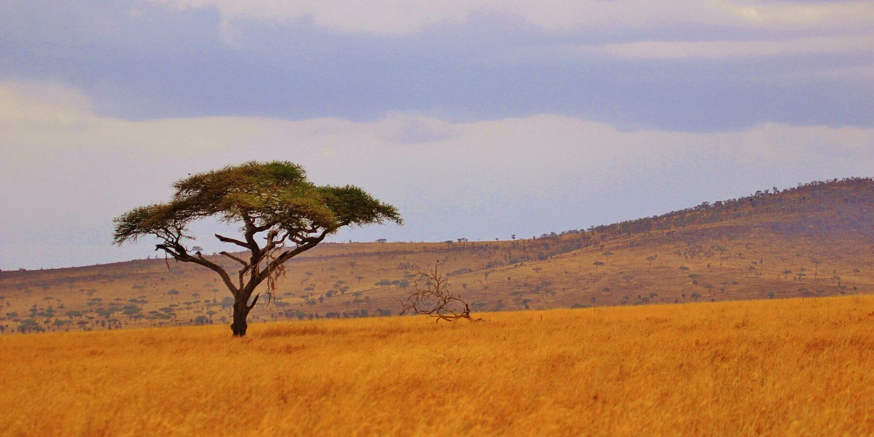 Un'acacia ad ombrello solitaria in una pianura d'erba dorata, con colline boscose all'orizzonte