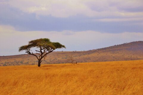 Un'acacia ad ombrello solitaria in una pianura d'erba dorata, con colline boscose all'orizzonte