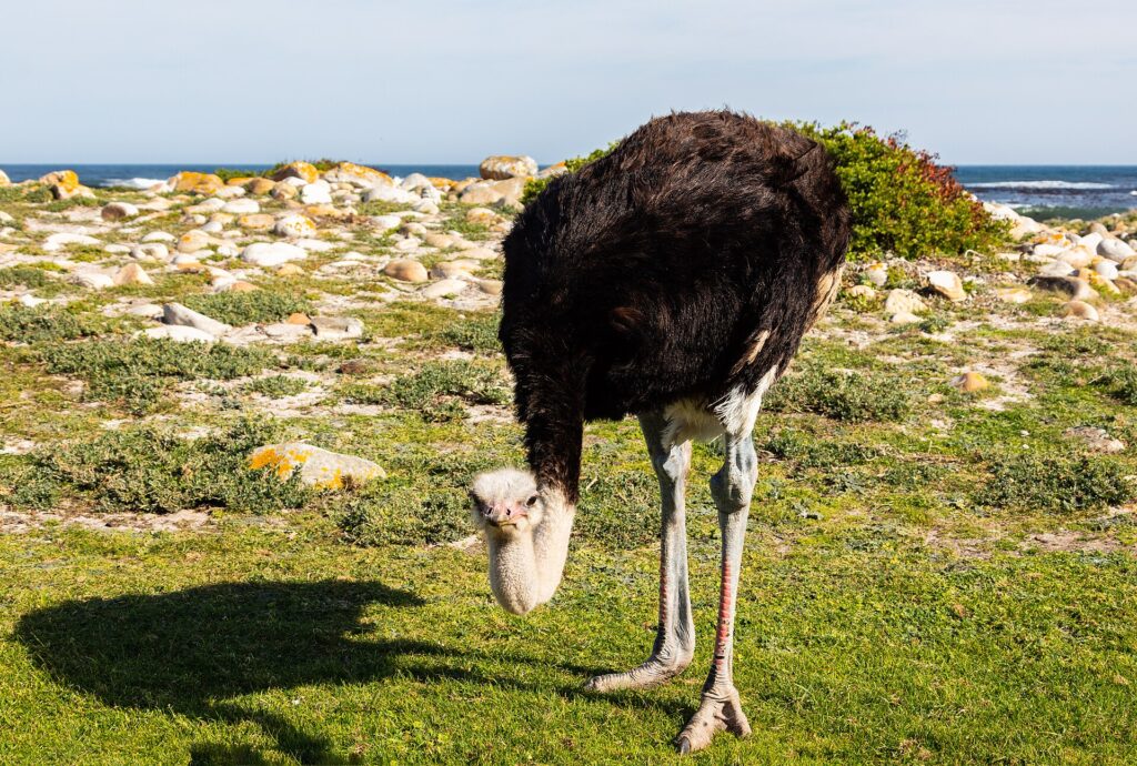 Uno struzzo maschio china la testa verso l'erba bassa, piumaggio nero, collo grigio-azzurro e zampe arrossate, con rocce chiare e l'oceano alle spalle