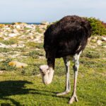 Uno struzzo maschio china la testa verso l'erba bassa, piumaggio nero, collo grigio-azzurro e zampe arrossate, con rocce chiare e l'oceano alle spalle