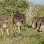 Quattro struzzi femmine dal piumaggio grigio-bruno brucano a testa bassa nell'erba verde davanti a un'acacia, una di loro alza il collo