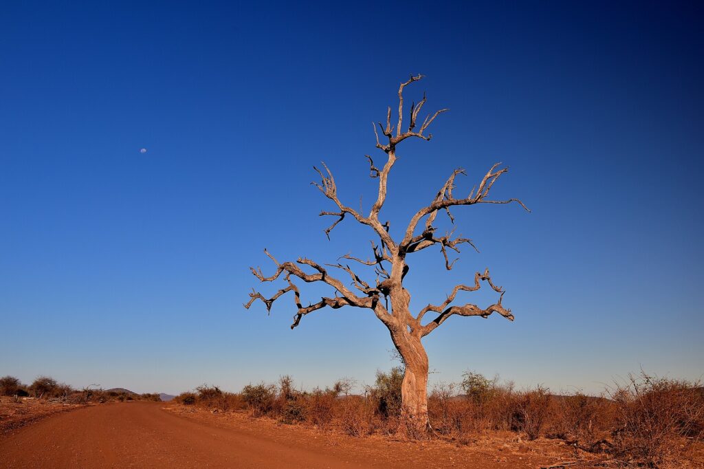 Un leadwood morto dai rami nudi, dritto sul bordo di una pista di terra rossa, la luna in un cielo blu intenso da stagione secca