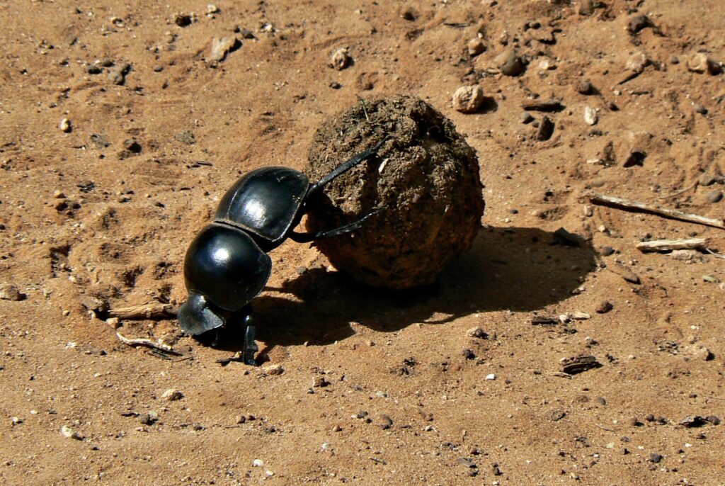 Uno scarabeo stercorario nero e lucido spinge con le zampe posteriori una palla di sterco più grande di lui sulla terra rossa di una pista