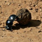 Uno scarabeo stercorario nero e lucido spinge con le zampe posteriori una palla di sterco più grande di lui sulla terra rossa di una pista