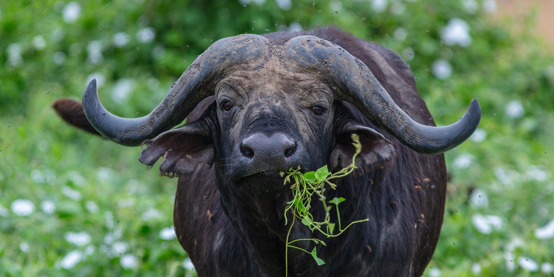 Un bufalo visto di fronte, con le corna a elmo saldate sulla fronte e uno stelo verde in bocca, circondato dalle mosche