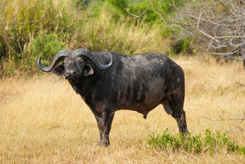Un bufalo maschio in piedi di profilo nell'erba gialla, la testa girata verso l'obiettivo, corna spesse e orecchie frangiate