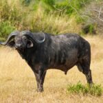 Un bufalo maschio in piedi di profilo nell'erba gialla, la testa girata verso l'obiettivo, corna spesse e orecchie frangiate