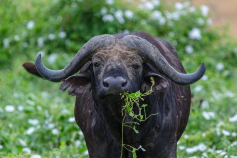 Un bufalo visto di fronte, con le corna a elmo saldate sulla fronte e uno stelo verde in bocca, circondato dalle mosche