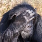 Primo piano di un vecchio scimpanzé dalla barba grigia, la mano posata sulla fronte davanti agli occhi, erba secca dietro