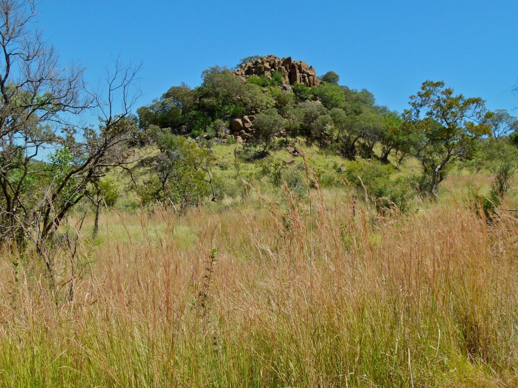 Una collina coronata di grandi rocce brune e alberi verdi si alza dietro l'erba alta e dorata, sotto un cielo azzurro senza nuvole