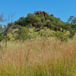 Una collina coronata di grandi rocce brune e alberi verdi si alza dietro l'erba alta e dorata, sotto un cielo azzurro senza nuvole