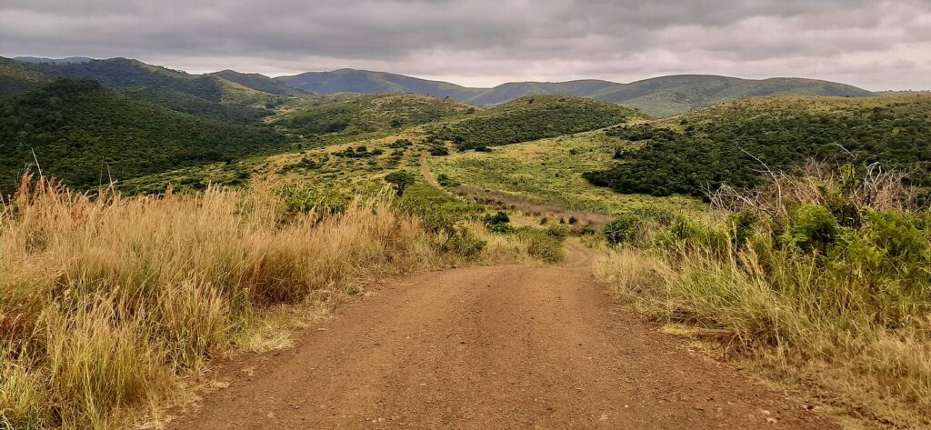 Una pista di terra rossa scende tra alte erbe dorate verso colline verdi che si susseguono fino all'orizzonte sotto un cielo grigio