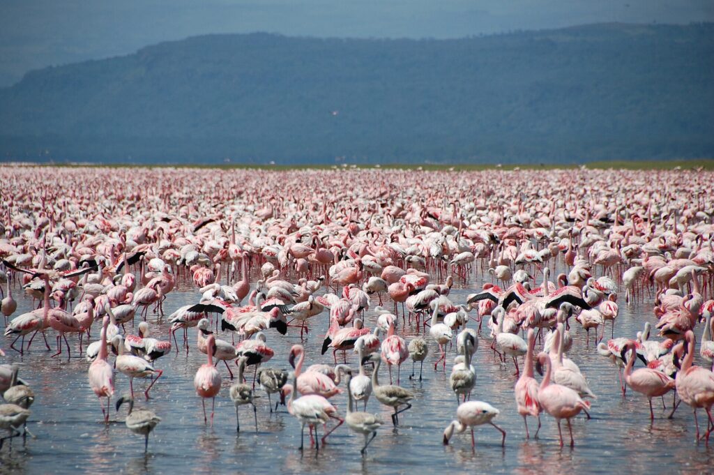 Migliaia di fenicotteri minori rosa, con qualche giovane grigio, coprono l'acqua bassa del lago fino all'orizzonte davanti a colline scure
