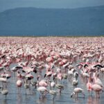 Migliaia di fenicotteri minori rosa, con qualche giovane grigio, coprono l'acqua bassa del lago fino all'orizzonte davanti a colline scure