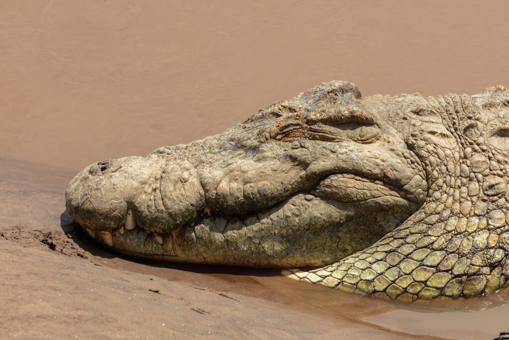 Primo piano della testa di un coccodrillo del Nilo appoggiata sulla sabbia bagnata, l'occhio chiuso, i denti che sporgono dalla mascella, l'acqua marrone dietro