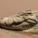 Primo piano della testa di un coccodrillo del Nilo appoggiata sulla sabbia bagnata, l'occhio chiuso, i denti che sporgono dalla mascella, l'acqua marrone dietro