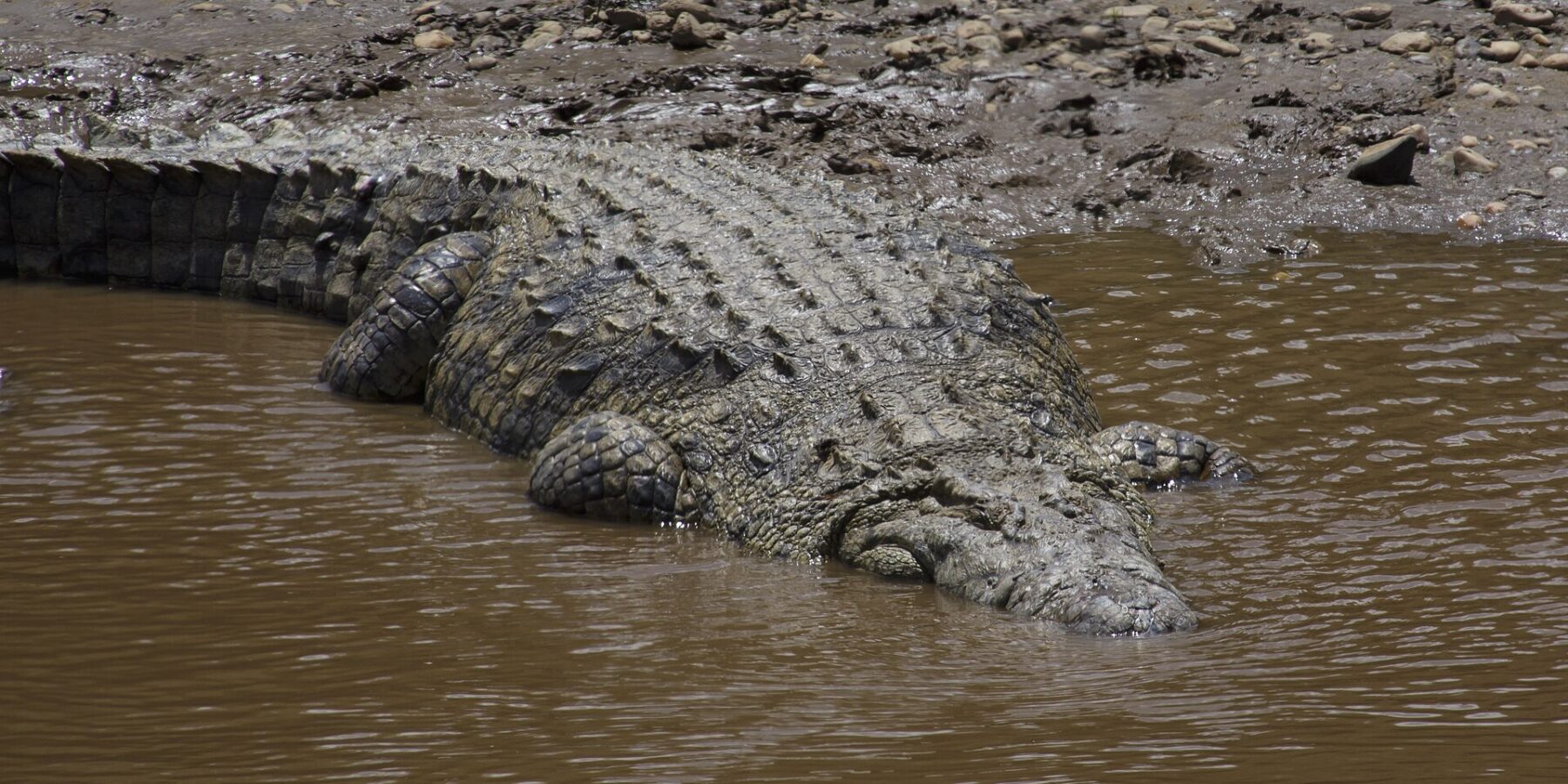Un grande coccodrillo del Nilo scivola da una riva di fango e ciottoli nell'acqua marrone, il dorso corazzato visto dall'alto, la testa già sommersa