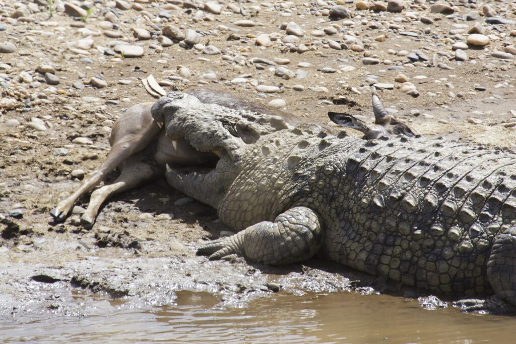 Un coccodrillo del Nilo sdraiato su una riva di ciottoli tiene in bocca un'antilope morta, con le zampe della preda ancora visibili