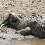 Un coccodrillo del Nilo sdraiato su una riva di ciottoli tiene in bocca un'antilope morta, con le zampe della preda ancora visibili