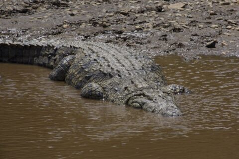 Un grande coccodrillo del Nilo scivola da una riva di fango e ciottoli nell'acqua marrone, il dorso corazzato visto dall'alto, la testa già sommersa