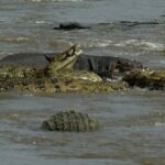 Cinque coccodrilli del Nilo a fauci aperte si accalcano nell'acqua fangosa del fiume, con un ippopotamo dietro di loro