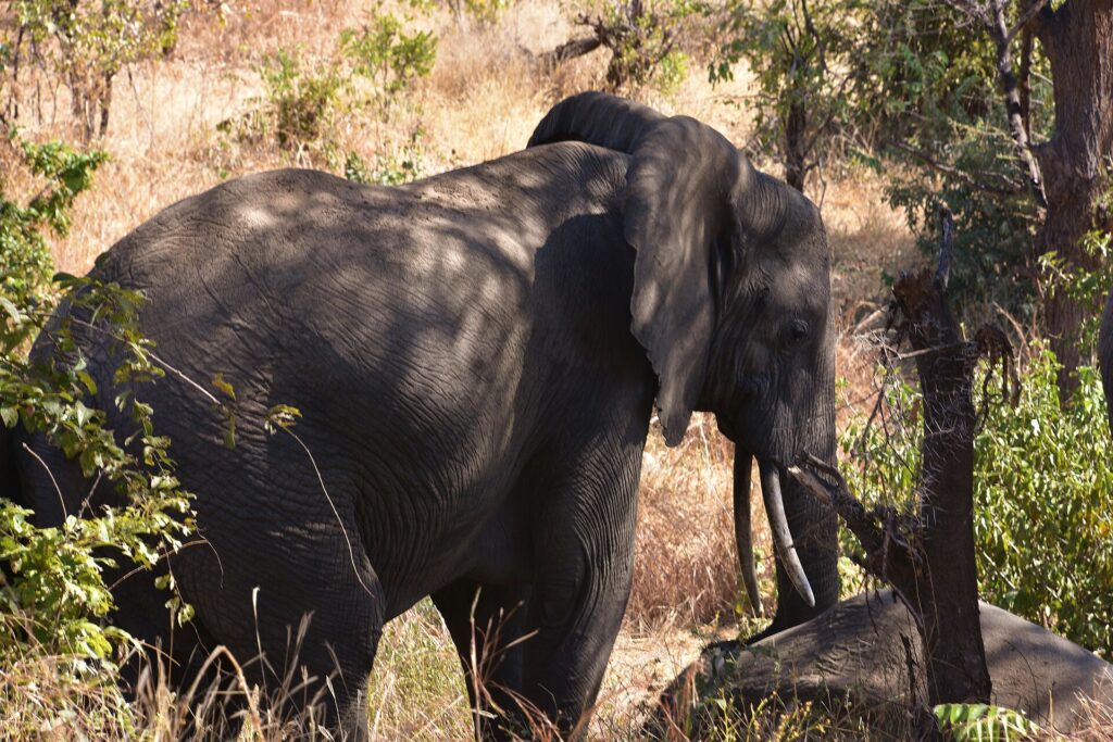 Un elefante di tre quarti nell'erba alta e secca, orecchio aperto e zanne visibili, all'ombra degli alberi