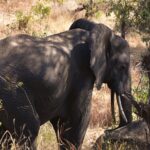 Un elefante di tre quarti nell'erba alta e secca, orecchio aperto e zanne visibili, all'ombra degli alberi