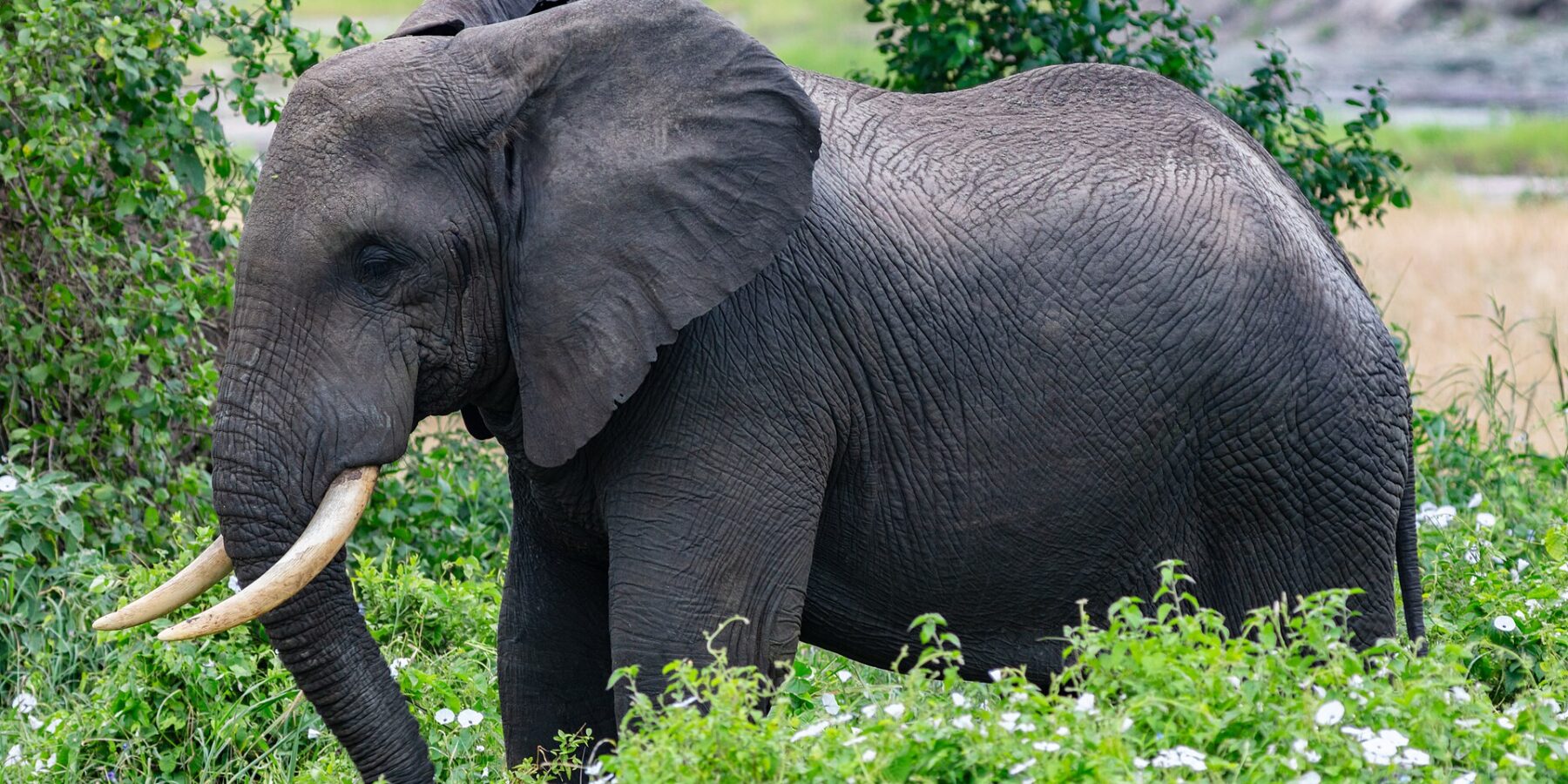 Un elefante di profilo tra la vegetazione verde fiorita di bianco, l'orecchio spalancato e le zanne curve in avanti