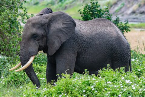 Un elefante di profilo tra la vegetazione verde fiorita di bianco, l'orecchio spalancato e le zanne curve in avanti