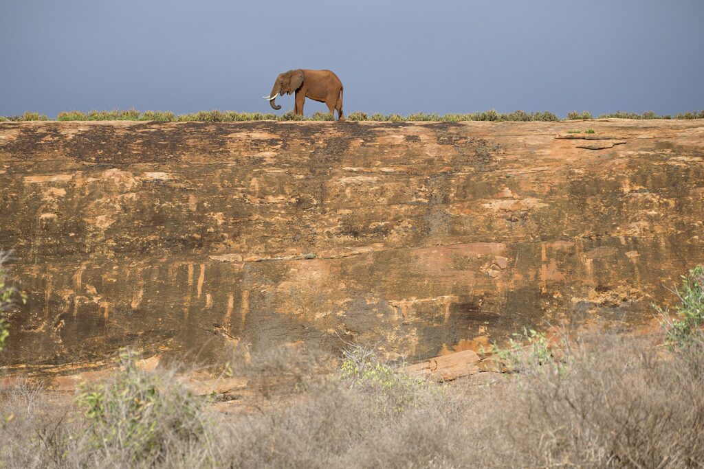Un elefante solitario cammina in cima a una grande lastra di roccia ocra, stagliato contro un cielo di tempesta grigio-azzurro