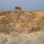 Un elefante solitario cammina in cima a una grande lastra di roccia ocra, stagliato contro un cielo di tempesta grigio-azzurro