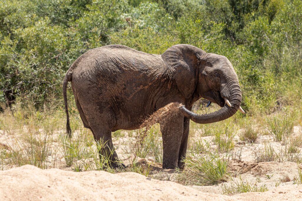 Un elefante in piedi nella sabbia di un letto di fiume in secca si getta sabbia sul fianco con la proboscide, la savana verde dietro di lui