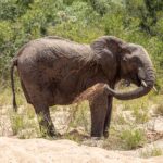 Un elefante in piedi nella sabbia di un letto di fiume in secca si getta sabbia sul fianco con la proboscide, la savana verde dietro di lui