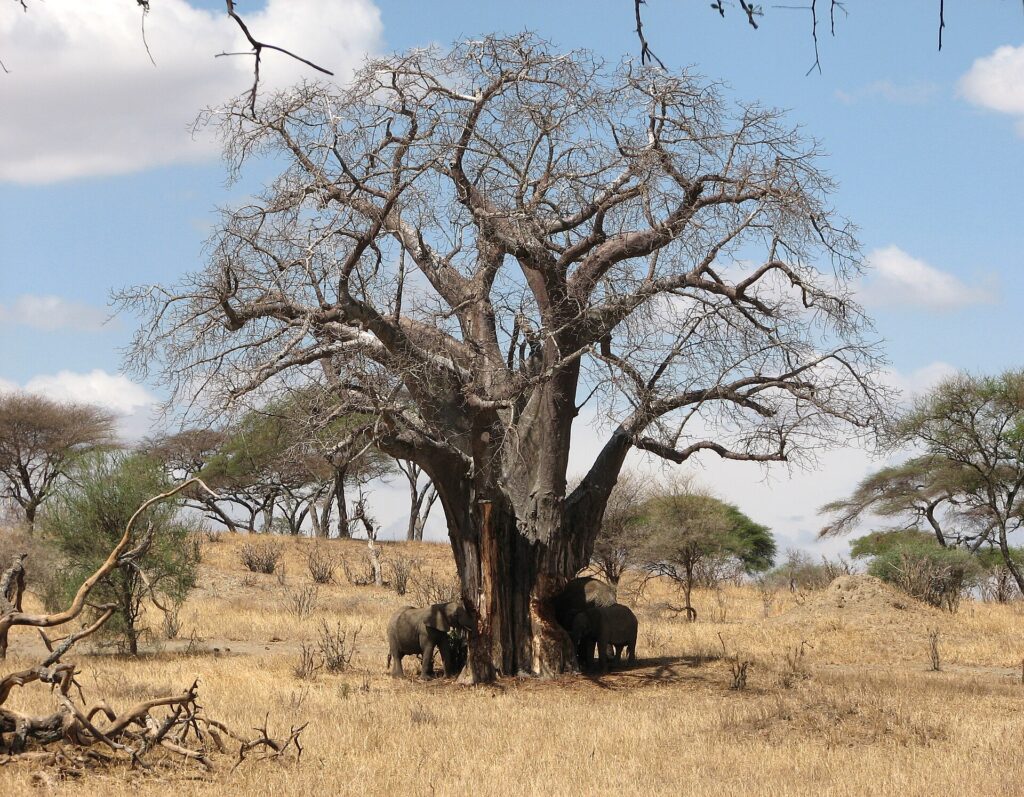 Tre elefanti ai piedi di un baobab senza foglie, uno strappa la corteccia del tronco, erba secca intorno