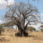 Tre elefanti ai piedi di un baobab senza foglie, uno strappa la corteccia del tronco, erba secca intorno