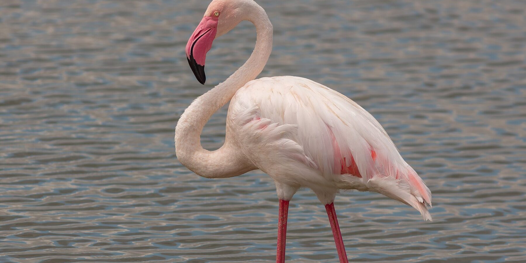 Un fenicottero rosa in piedi nell'acqua bassa, il piumaggio bianco rosato, le ali bordate di rosso, il becco rosa dalla punta nera ricurvo verso il collo
