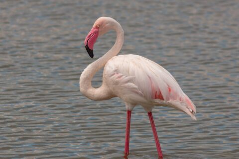 Un fenicottero rosa in piedi nell'acqua bassa, il piumaggio bianco rosato, le ali bordate di rosso, il becco rosa dalla punta nera ricurvo verso il collo