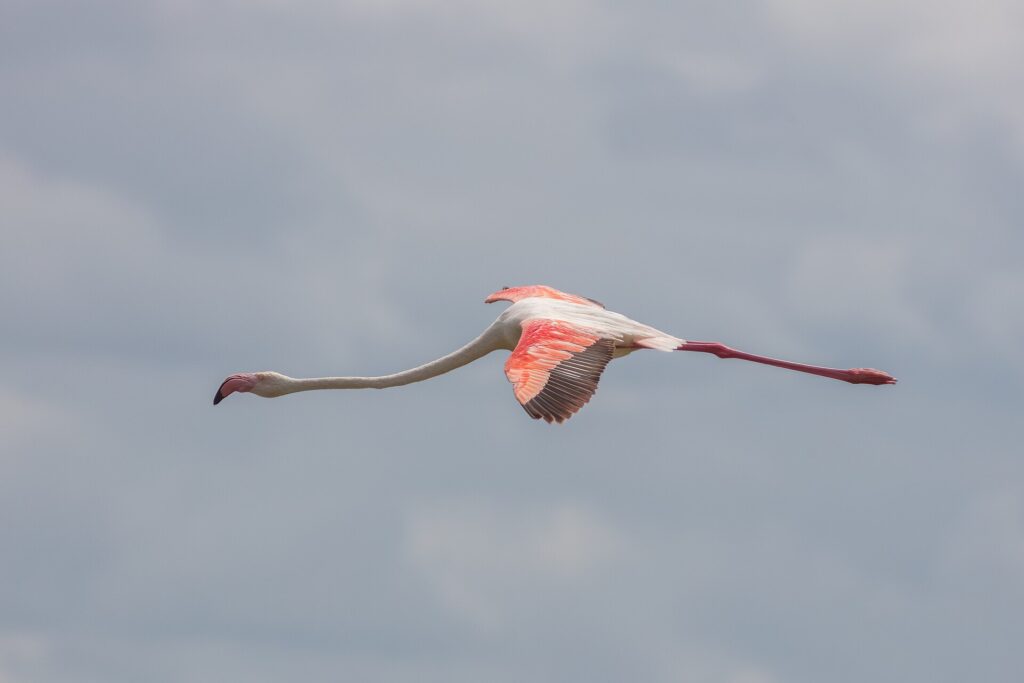 Un fenicottero rosa in volo, il collo teso, le ali rosse e nere aperte su un cielo grigio