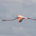 Un fenicottero rosa in volo, il collo teso, le ali rosse e nere aperte su un cielo grigio