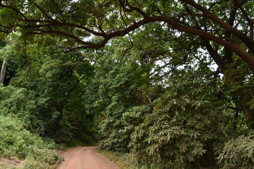 Una pista di terra rossa passa sotto la volta di grandi alberi della foresta