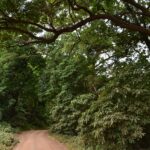Una pista di terra rossa passa sotto la volta di grandi alberi della foresta