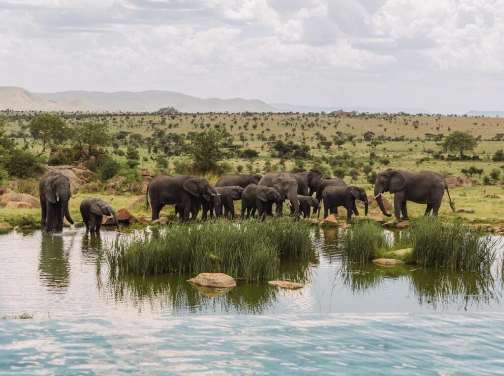 Un branco di elefanti alla pozza d'acqua, visto dalla piscina a sfioro del Four Seasons Safari Lodge Serengeti