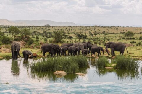 Un branco di elefanti alla pozza d'acqua, visto dalla piscina a sfioro del Four Seasons Safari Lodge Serengeti
