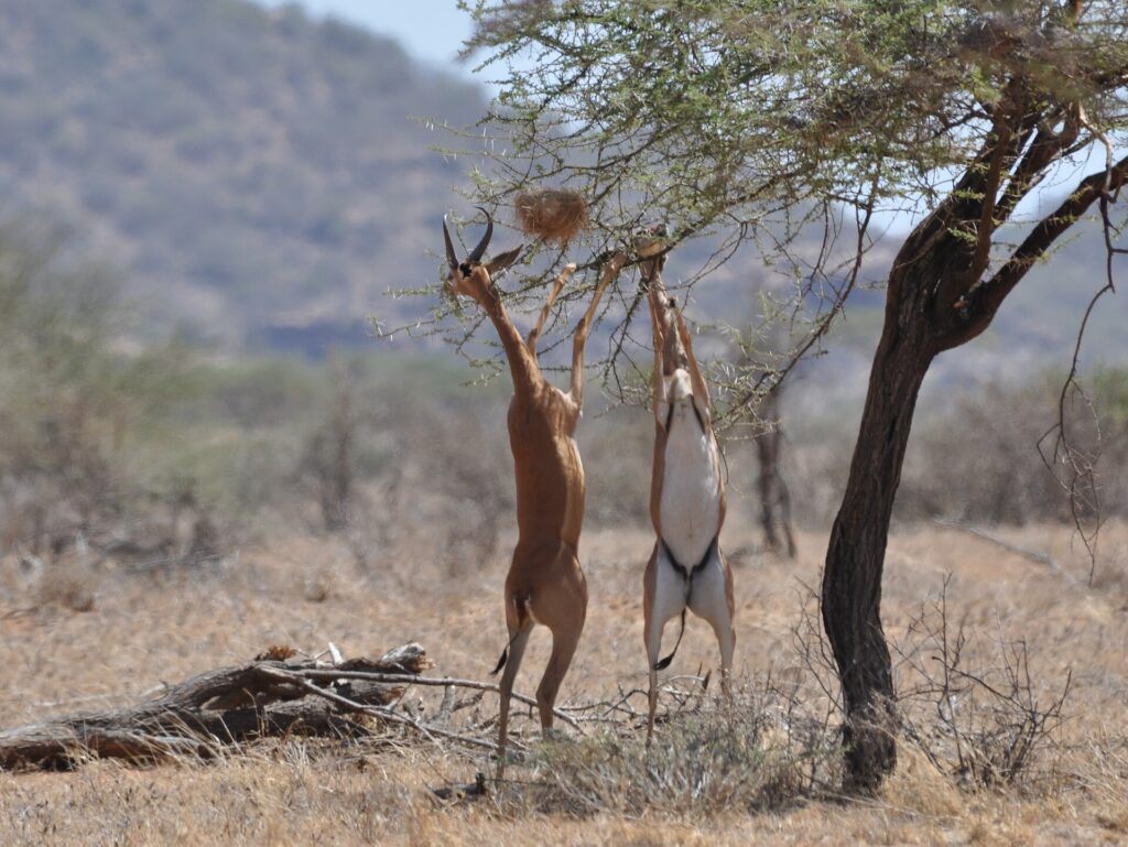Due gerenuk ritti sulle zampe posteriori brucano i rami di un'acacia, il maschio con le corna a sinistra, colline sfocate sullo sfondo