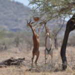 Due gerenuk ritti sulle zampe posteriori brucano i rami di un'acacia, il maschio con le corna a sinistra, colline sfocate sullo sfondo