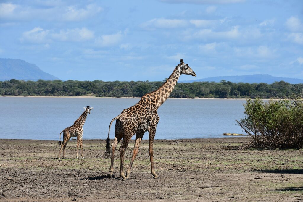 Una giraffa adulta e un piccolo camminano sulla riva fangosa di un lago, un bosco di palme dall'altra parte