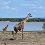 Una giraffa adulta e un piccolo camminano sulla riva fangosa di un lago, un bosco di palme dall'altra parte