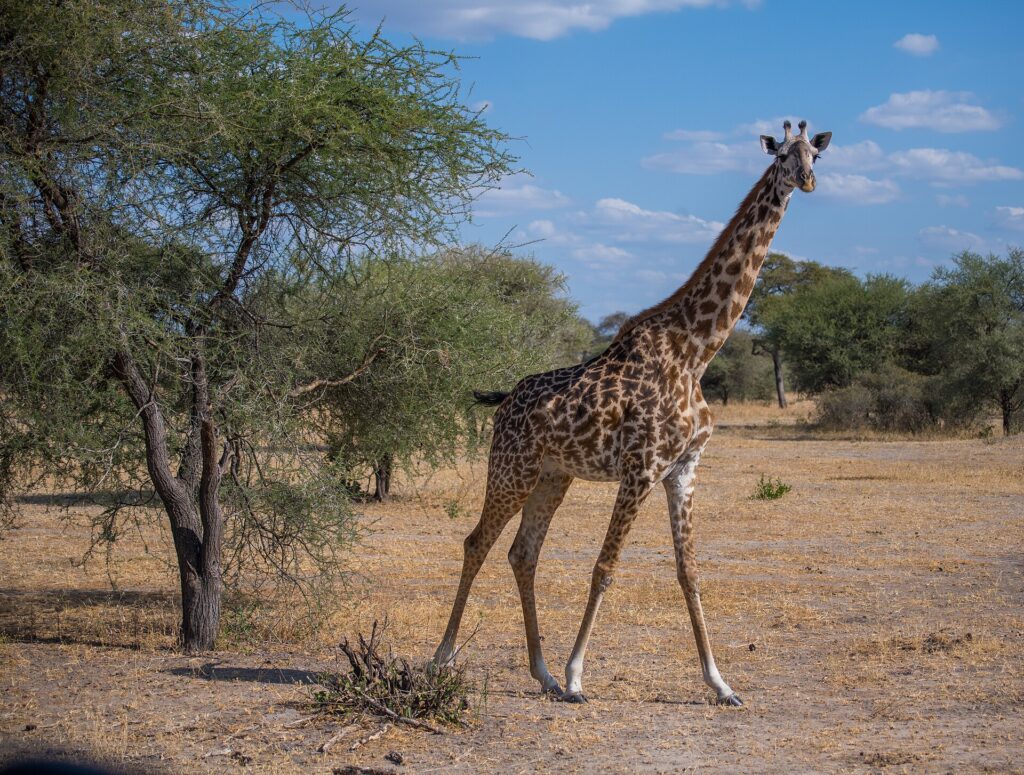 Una giraffa masai cammina nella savana secca e guarda l'obiettivo, un'acacia alla sua sinistra