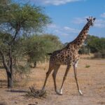 Una giraffa masai cammina nella savana secca e guarda l'obiettivo, un'acacia alla sua sinistra